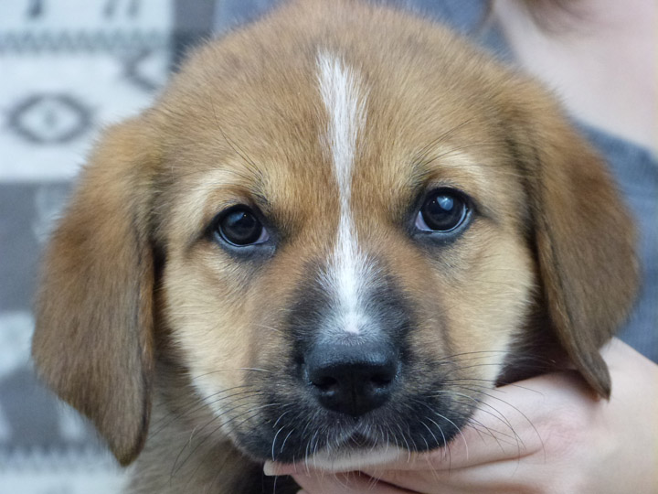 chinook puppy